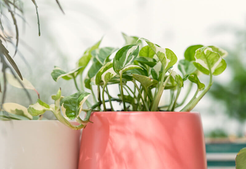 N'Joy pothos planted in a vibrant colored pot