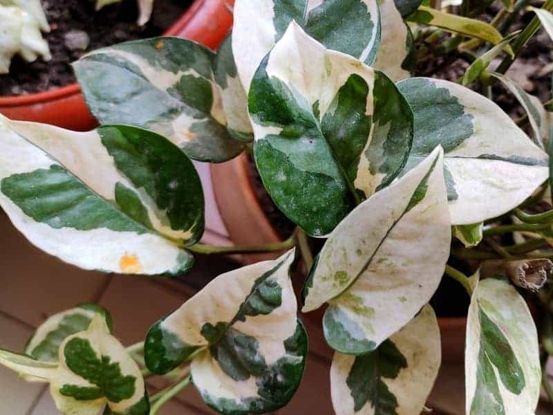 Close up of variegated pothos plant 