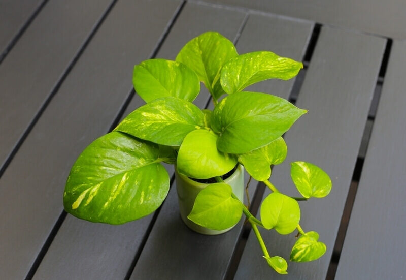 golden pothos growing in a small green porcelain pot