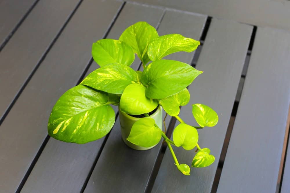 golden pothos plant
