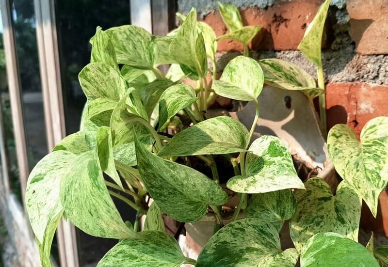 marble queen pothos growing outdoors
