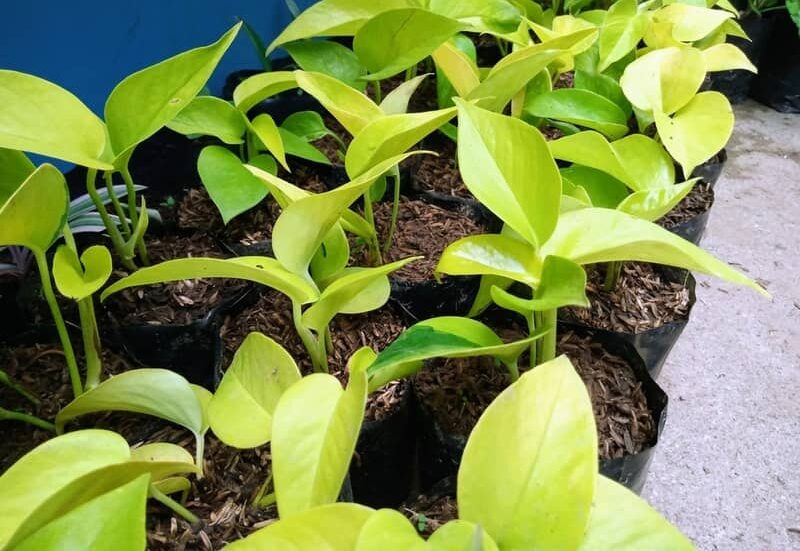 rows of neon pothos growing in nursery pots