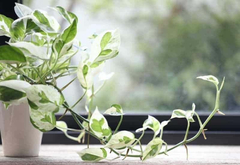 Pearls and Jane pothos plant with growth trailing out of the pot