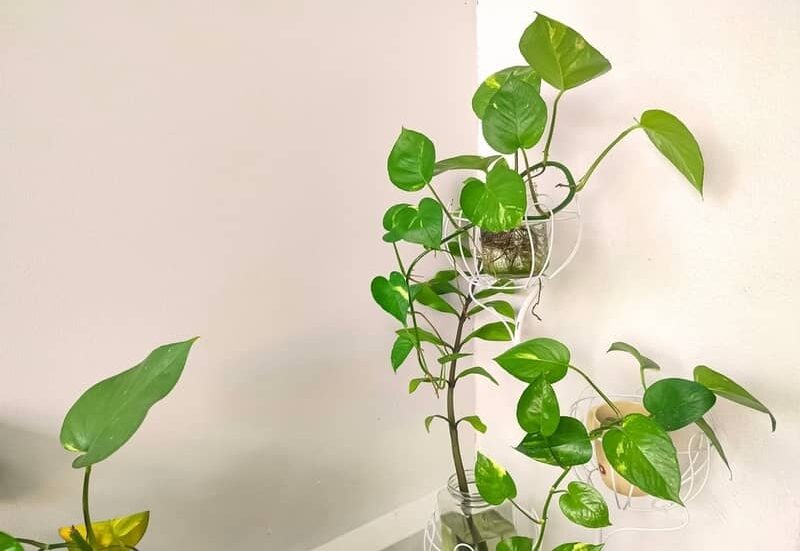 pothos plant growing next to a wall indoors