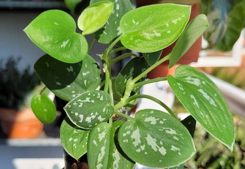 silver pothos with dark green leaves and silver blotches growing under sunlight