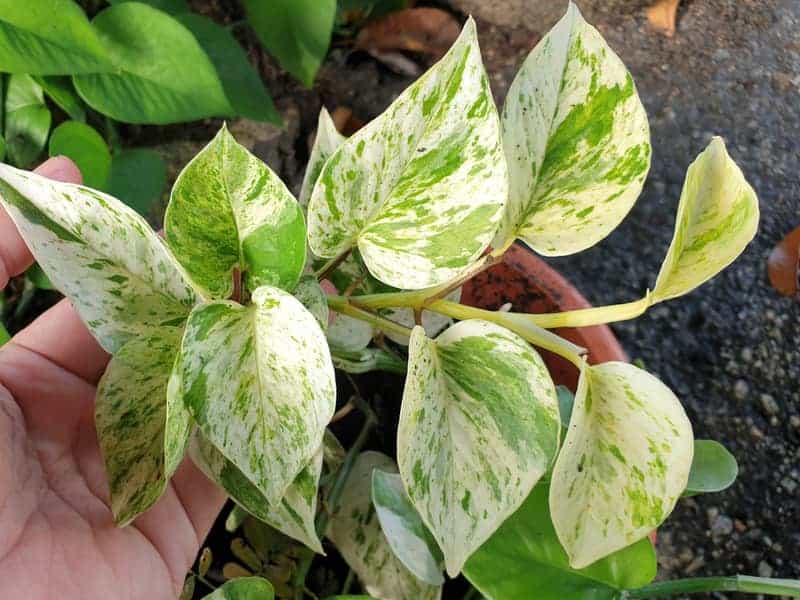 hand holding Queen pothos with variegated leaves